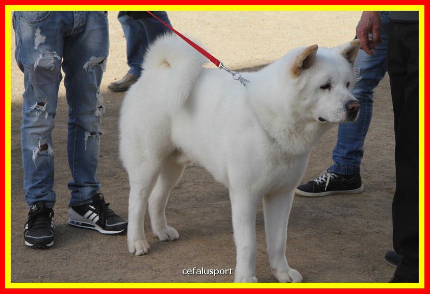 180311 mostra_canina 156.jpg
